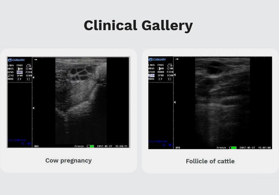DAWEI Professional Veterinary Ultrasound Machine - Rectal Probe, Convex Probe
