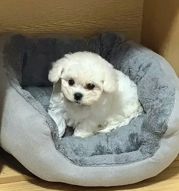 Soft Warm Dog Bed Basket for Medium Large Dogs Cat House