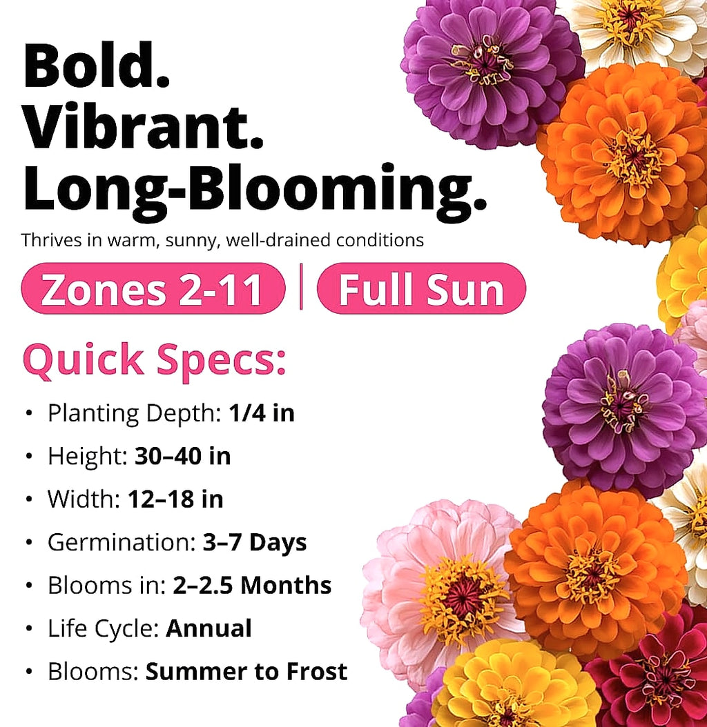 HOME GROWN Zinnia Dahlia Seeds 524 Pack Non-GMO Flowers