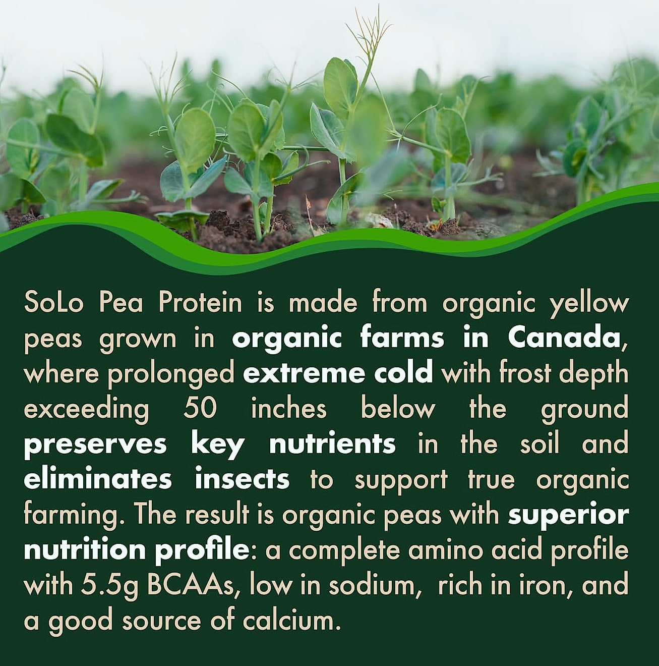 FOLONA SOLO Organic Pea Protein Isolate Powder 2.7 lbs