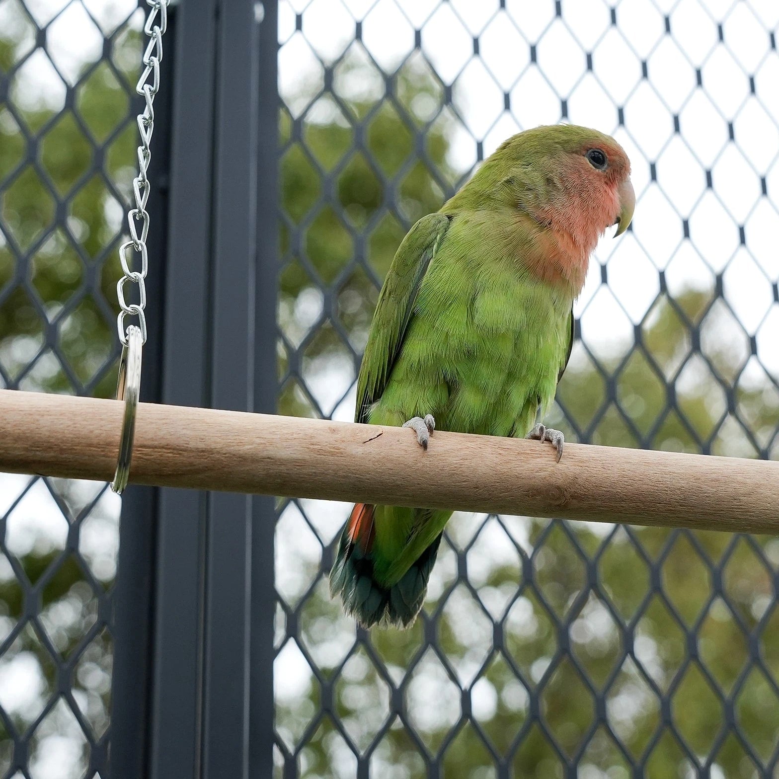 65" Heavy Duty Birdcage Aviary Large for Parakeet Macaw Parrot Budgies Lovebirds