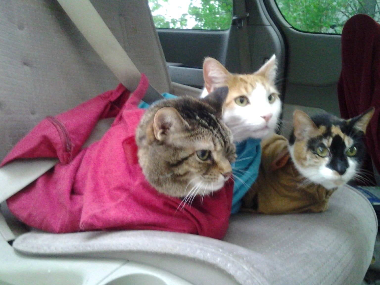 Cat-in-the-bag Cozy Comfort Carrier