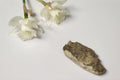 Handmade Mudrock Stone Muscle Scraper Tool