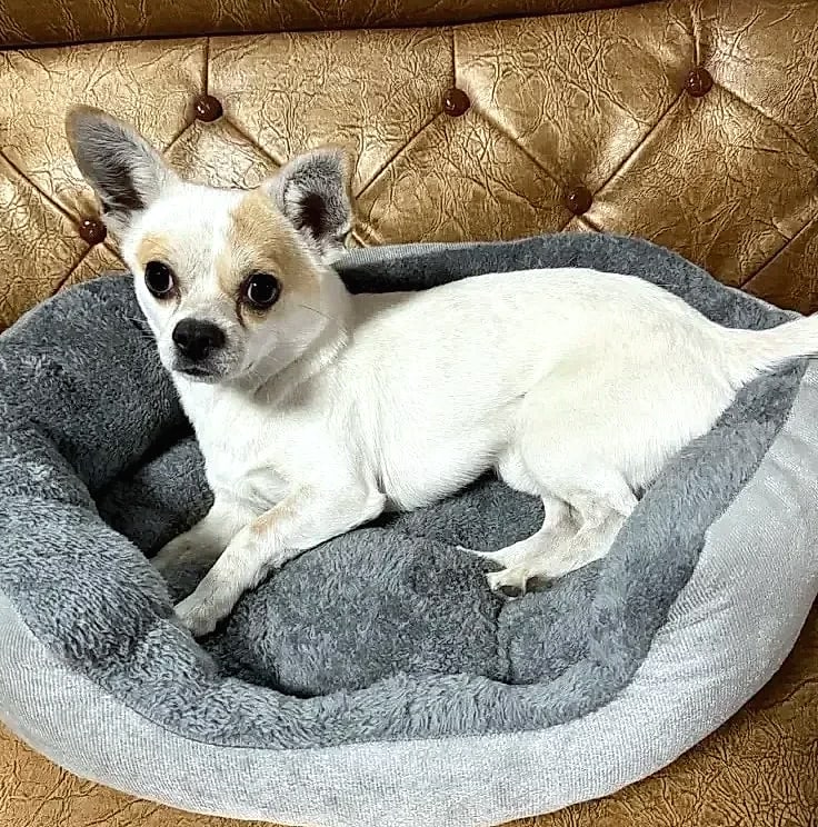 Soft Warm Dog Bed Basket for Medium Large Dogs Cat House