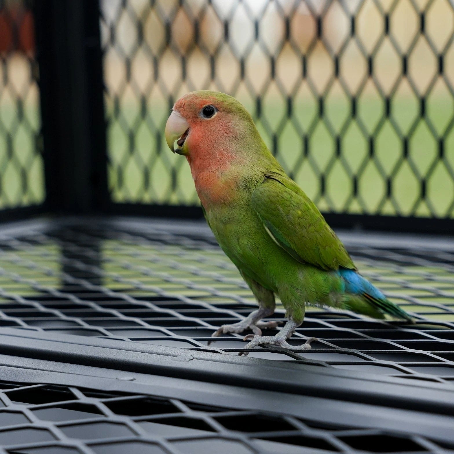 65" Heavy Duty Birdcage Aviary Large for Parakeet Macaw Parrot Budgies Lovebirds