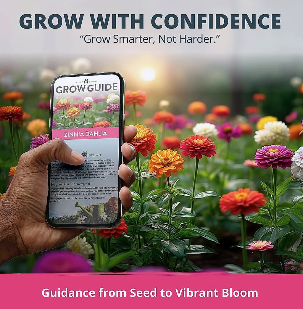 HOME GROWN Zinnia Dahlia Seeds 524 Pack Non-GMO Flowers