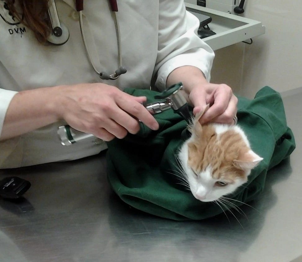 Cat-in-the-bag Cozy Comfort Carrier