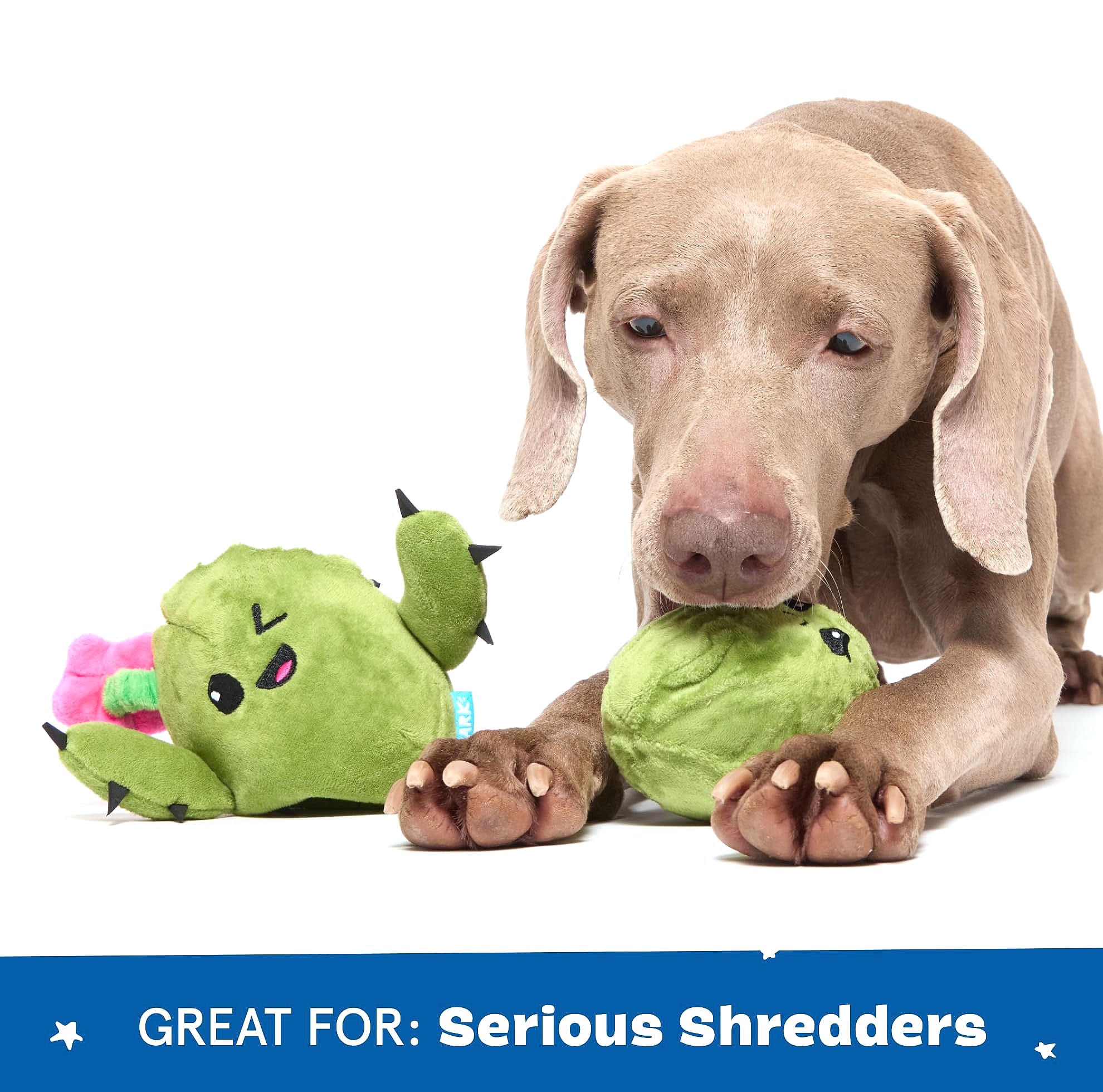 Barkbox Consuela the Cactus 2-in-1 Plush Dog Toy with Squeaker